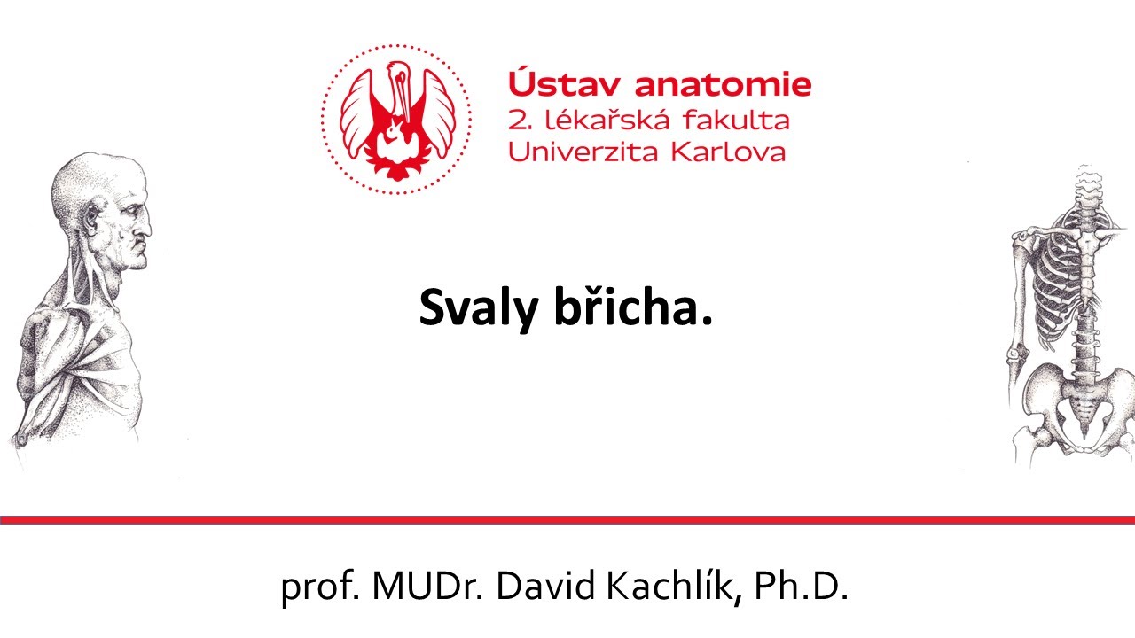 Svaly břicha 9 11 2020