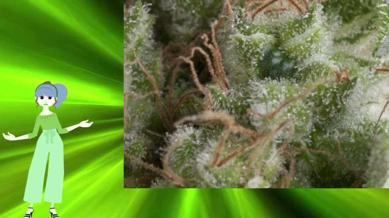 Auto American Pie &ndash; Pyramid Seeds