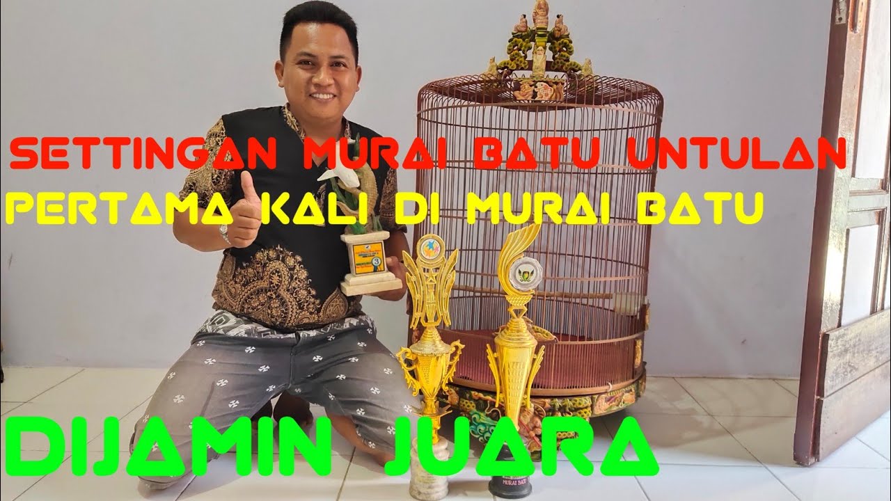 Murai Batu UNTULAN Koncer di Gantangan