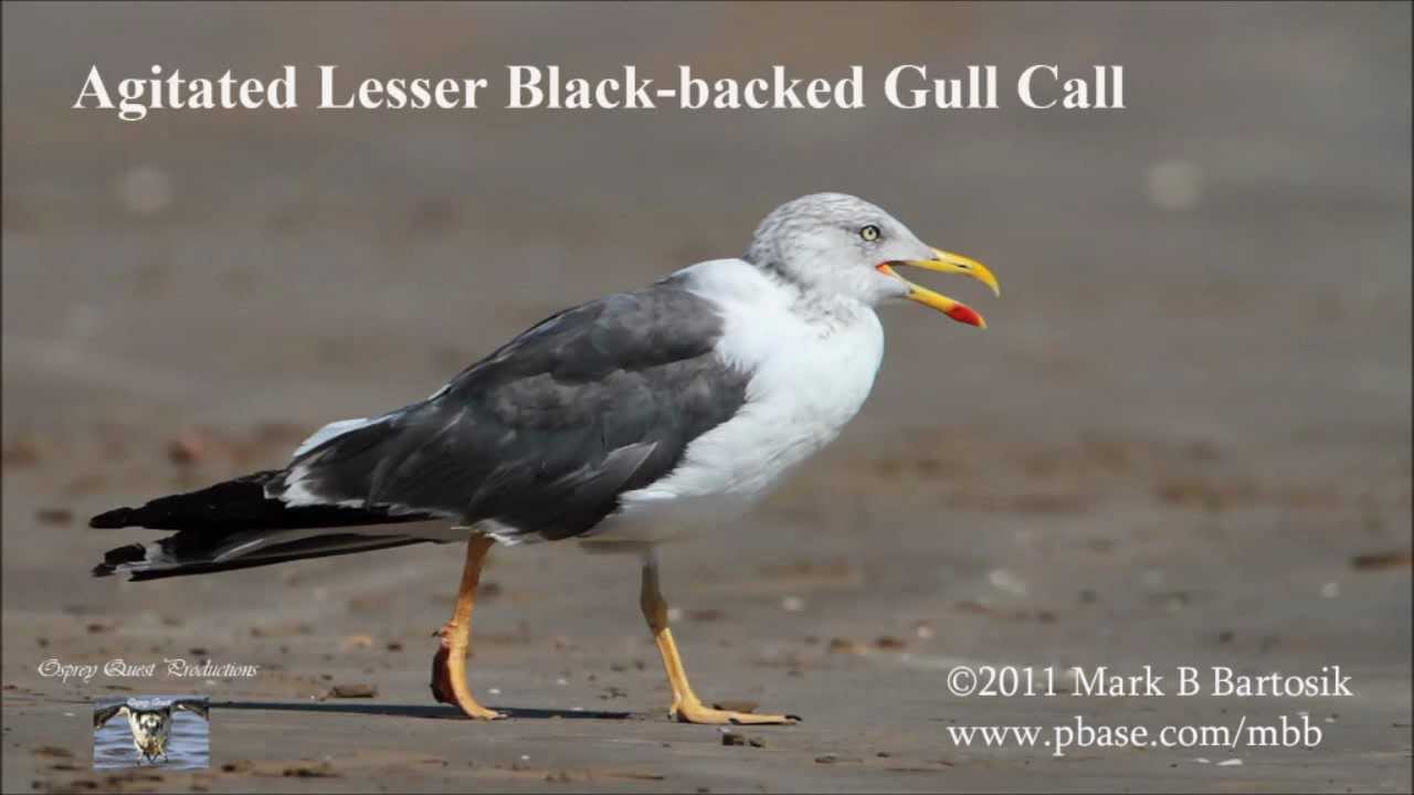 Agitated Lesser Black-backed Gull Call