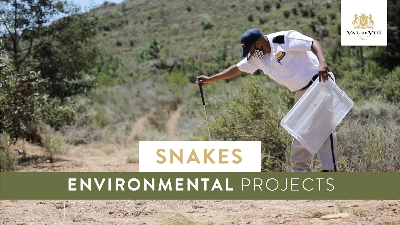 Snakes | Environmental Projects on Val de Vie Estate