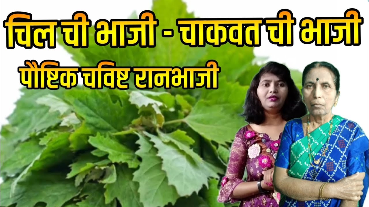 रानभाजी चिल ची भाजी कशी बनवावी | चाकवत ची भाजी कशी करतात | रानभाज्या रेसिपी 