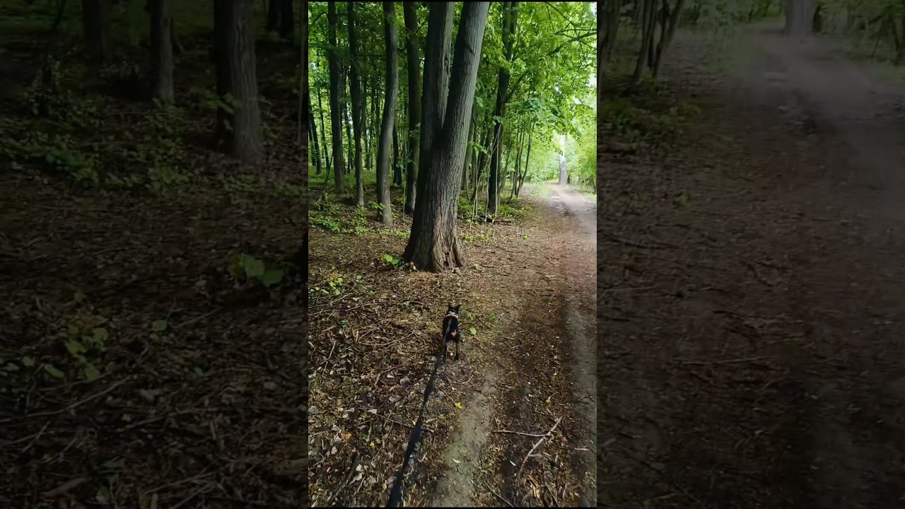 Forest Explorer on Four Paws 🌲