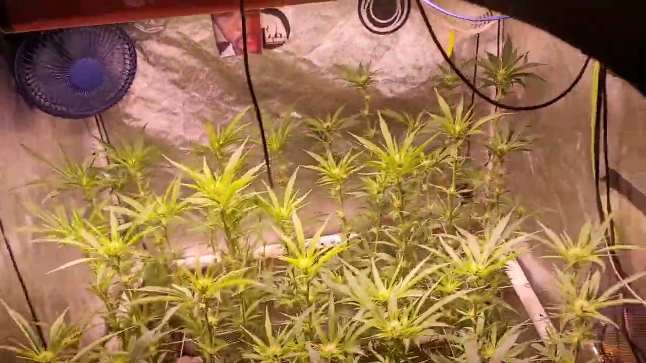 Lemon kush 🍋 week 3 Bloom update😊😊😊