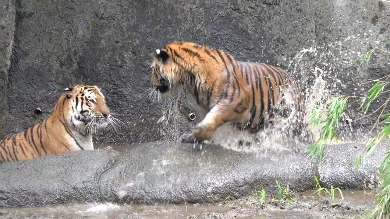はまZOO アムールトラ　母ローラと娘サーシャの水辺でにらみ合い