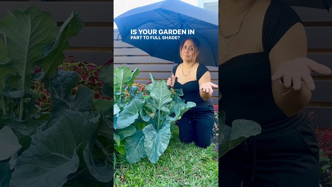 Got shade ? No problem ! #gardening #shadegarden #vegetables