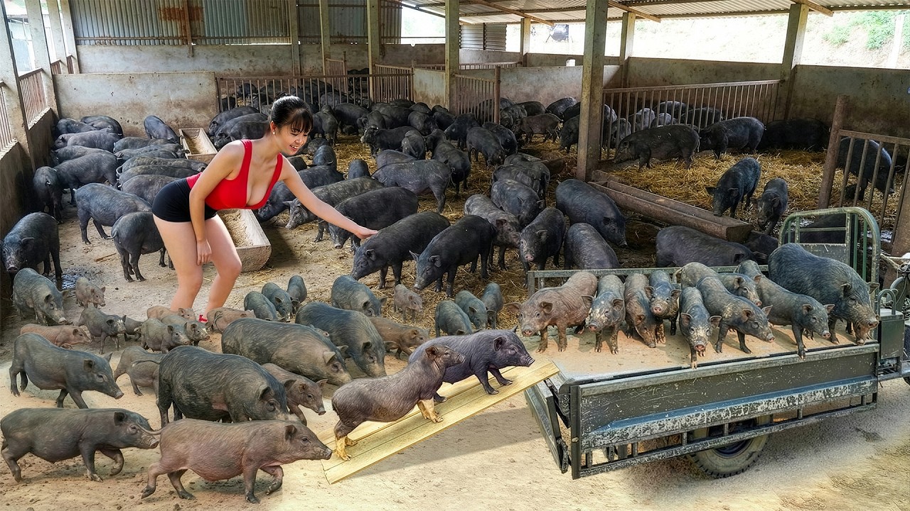 [TIMELAPSE] -- 388 Days Harvesting A Lot Of Breeding Pigs, Duckling Go To The Local Market To Sell