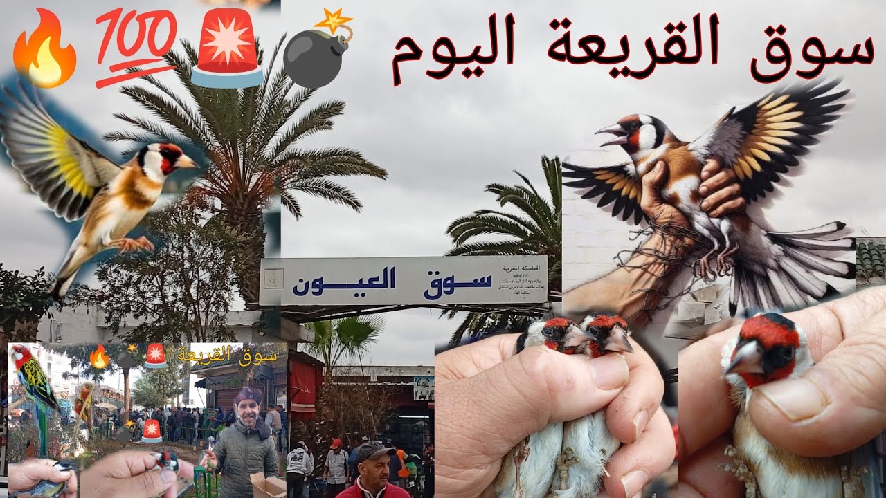 سوق القريعة اليوم  لجميع عشاق طيور الزينة بأثمنة مناسبة جداً للجميع 💣🪺🦜🤯🚨💯#سوق_القريعة