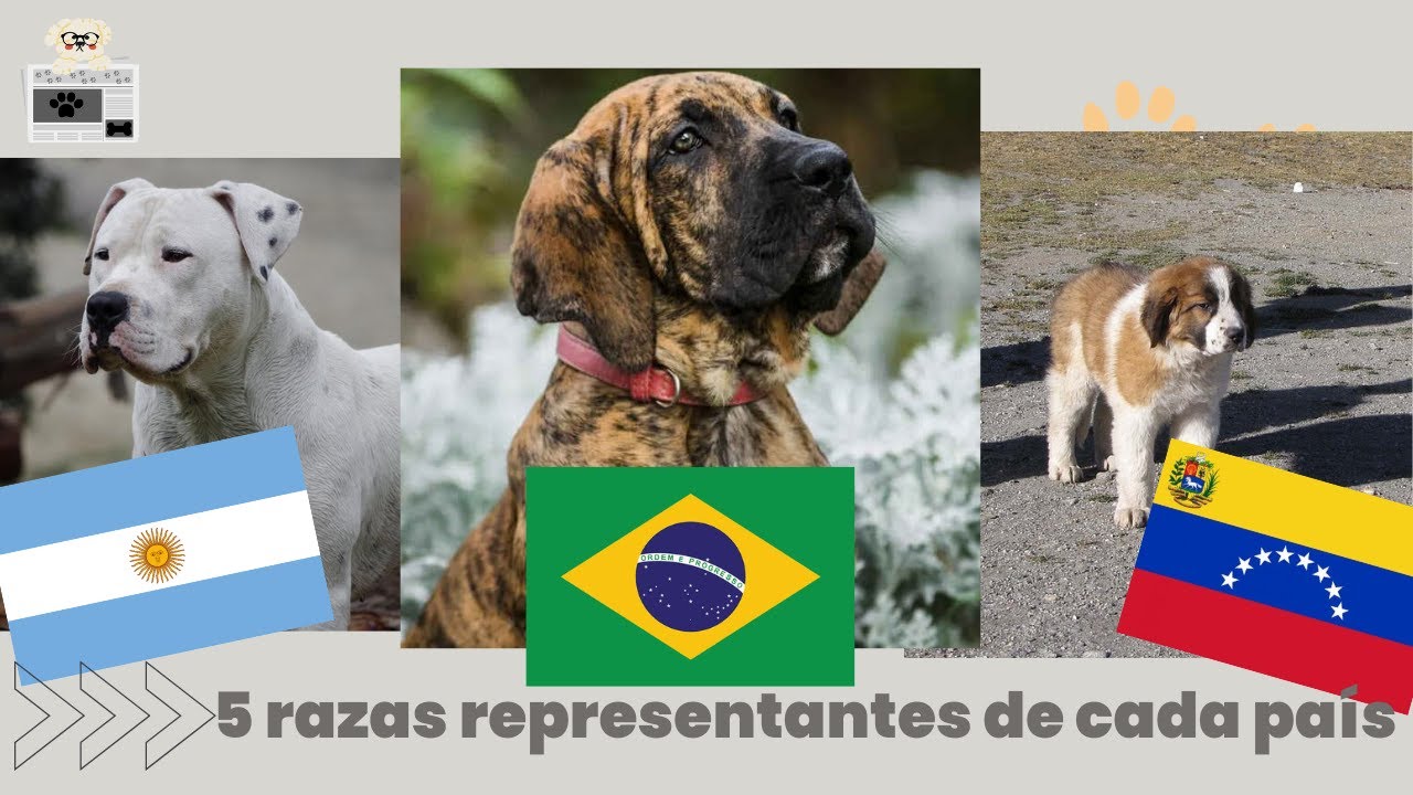 Cinco (05) razas caninas representantes de cada pa&iacute;s