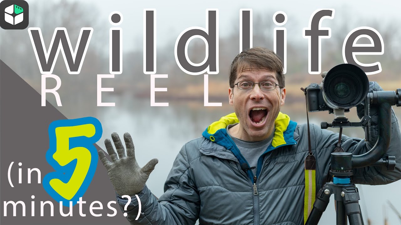 Filmstock User Story---How to Make Wildlife Reel in 5 minutes