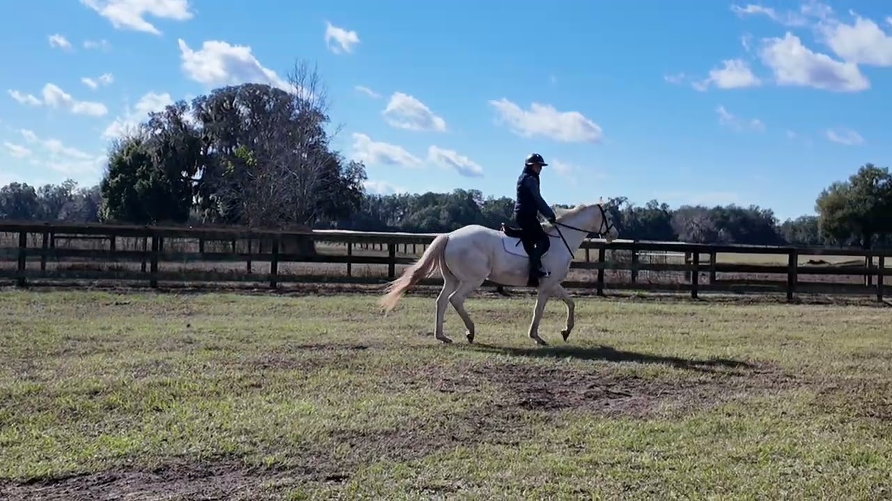 TAPITATION - Adoptable Thoroughbred at our Ocala, FL facility
