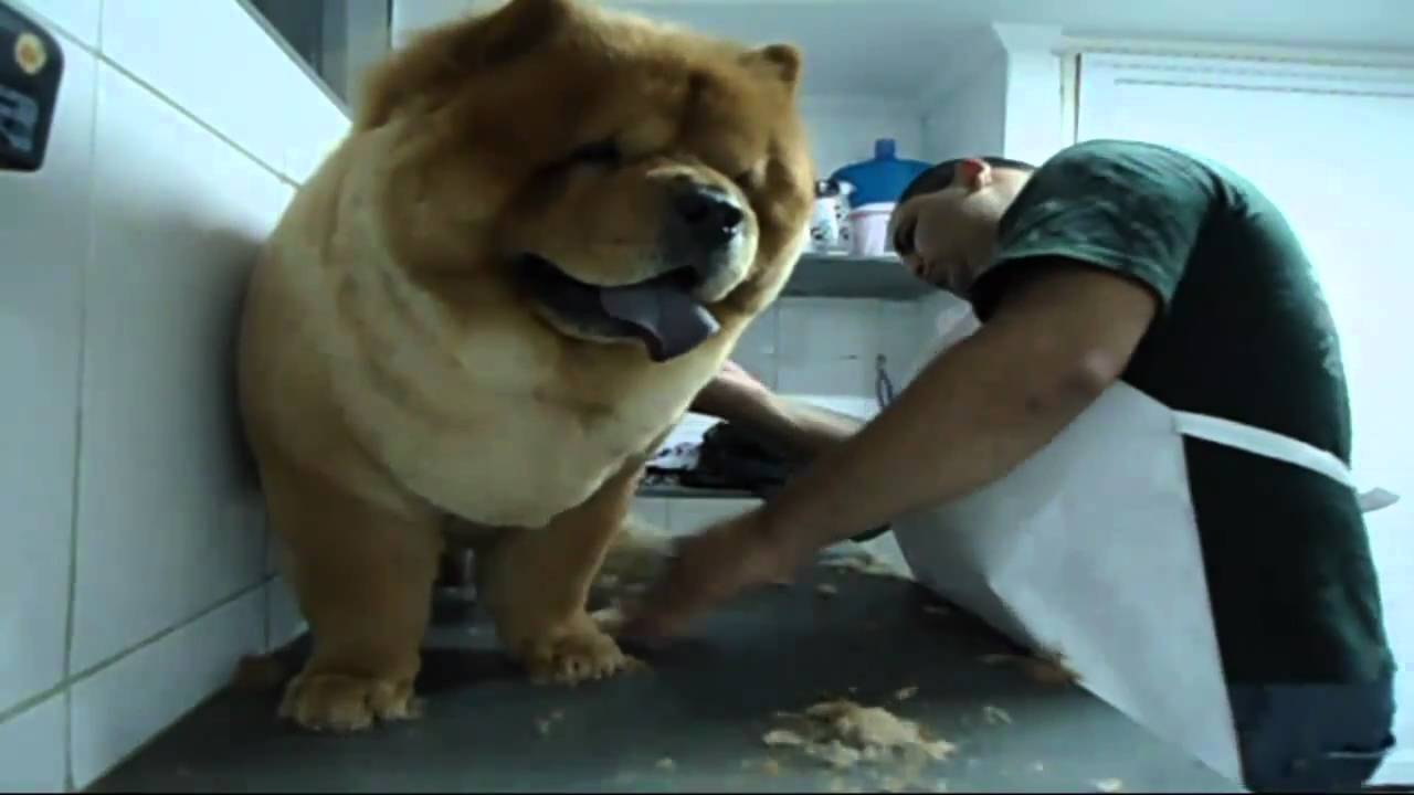 Chow Chow Na Tesoura !!