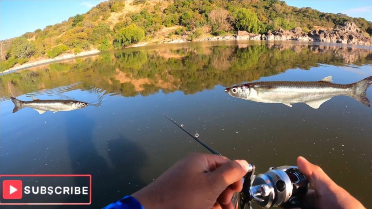 Pesca de pejerrelles cauques del maule con plumilla