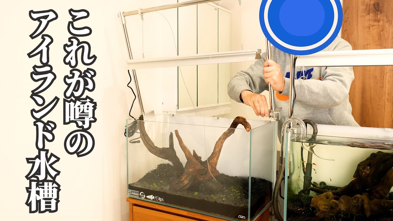 【アイランド水槽】ADAの60cm水槽 凸型レイアウト【立ち上げ】