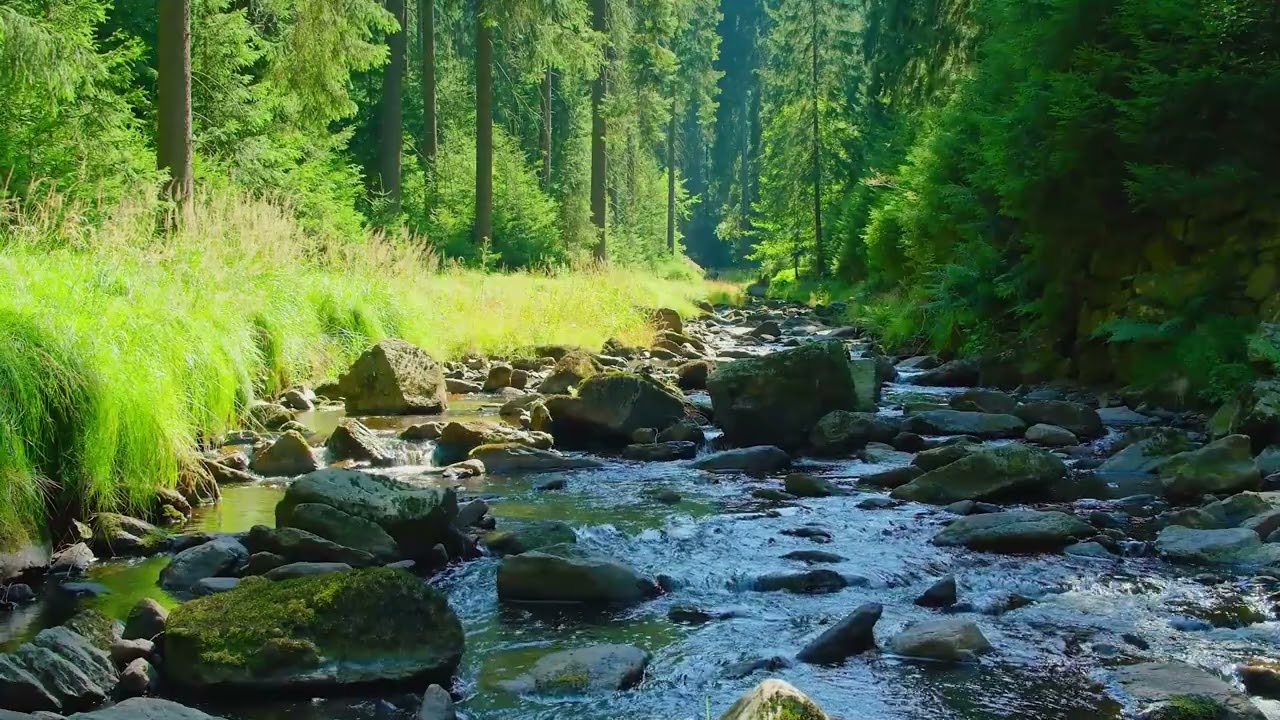 Huzurlu Nehir Akan Ses. Kuş Sesleri, Doğanın Sesi, B&uuml;y&uuml;k Orman, Uyku, Gevşeme, Odaklanma, Meditasyon