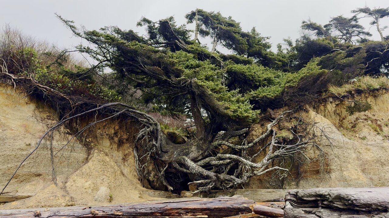 Rainy Pacific Coast Walk |  Ocean Sounds ASMR | No Talking