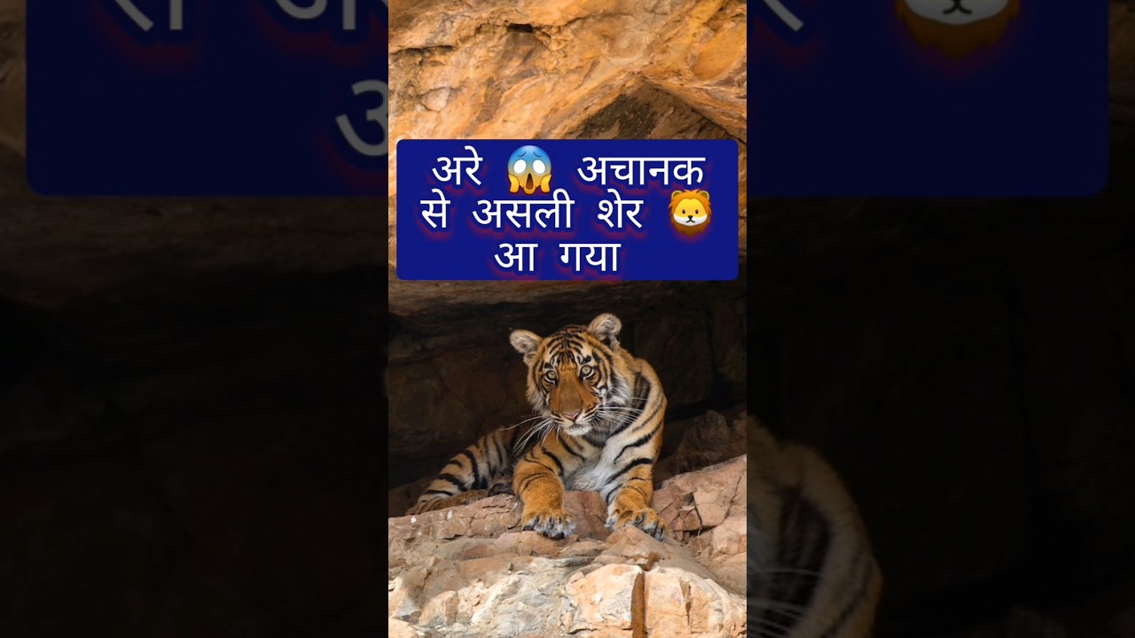 Tiger 🐆🐯 Cave #shorts #viral #trending #youtubeshorts #tigercave