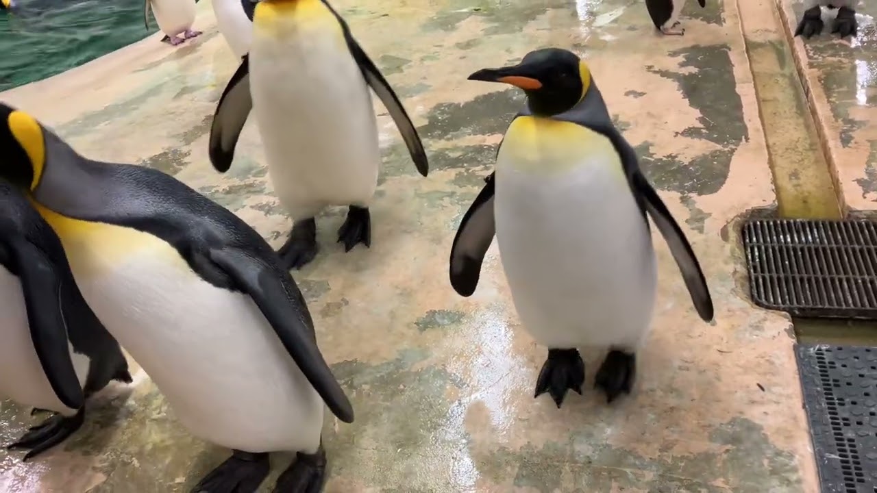 物怖じしないキングペンギン達＆人間大好きジェンツーペンギンも