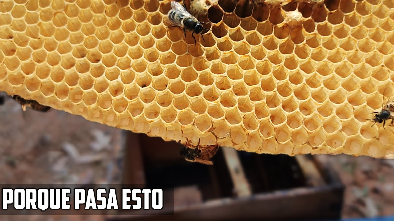👉 LO QUE POCOS TE MUESTRAN AL REVISAR COLMENAS |APICULTURA | REVISION DE COLMENAS | BEE 🐝