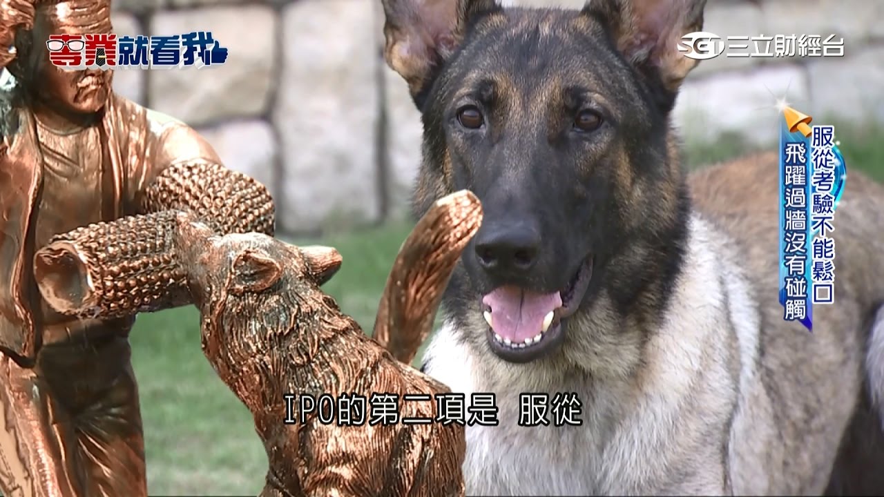 亞洲第一位！邵秀蘭訓警犬戰功彪炳｜三立財經台CH88