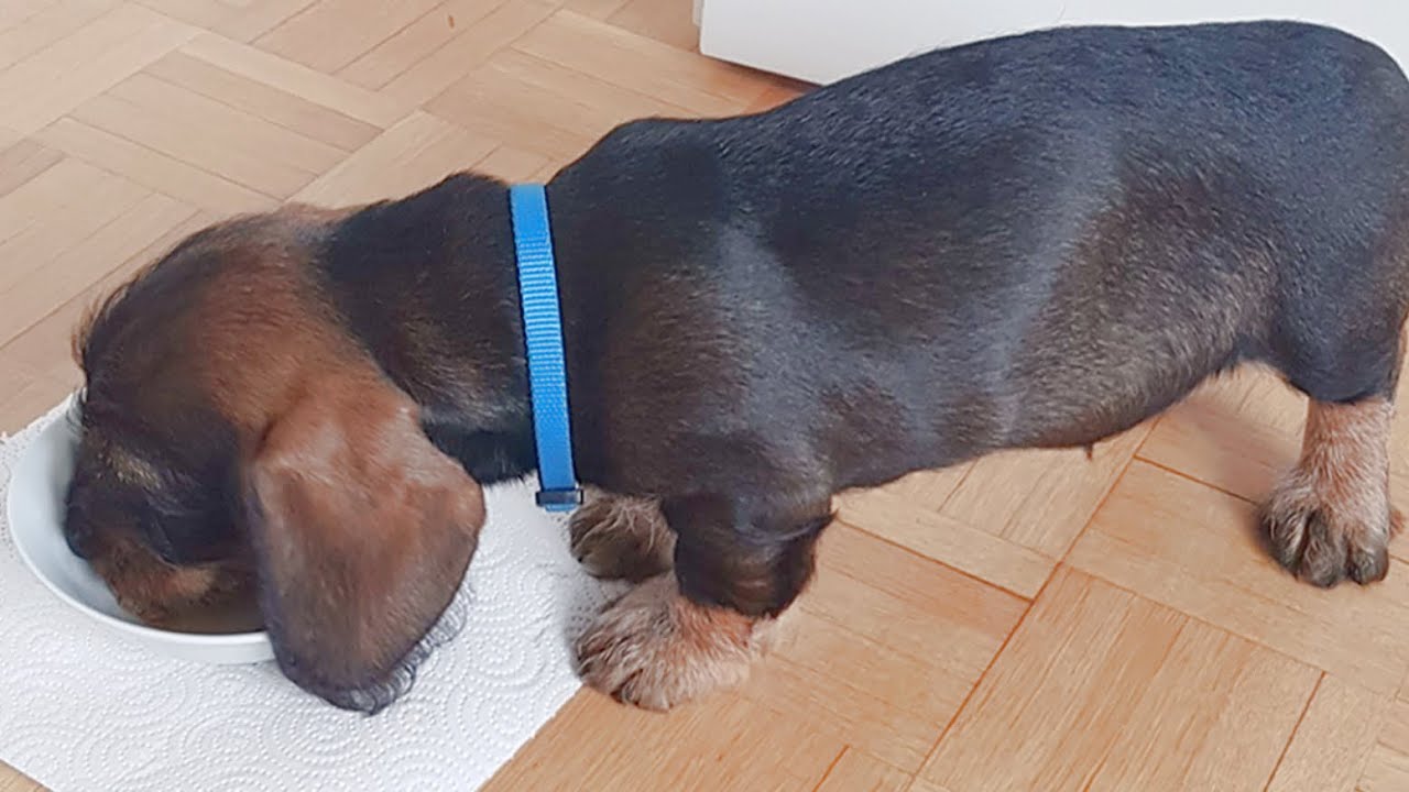Puppy Dachshund Teddy to Big Teddy: A Throwback Special ❤️❤️❤️