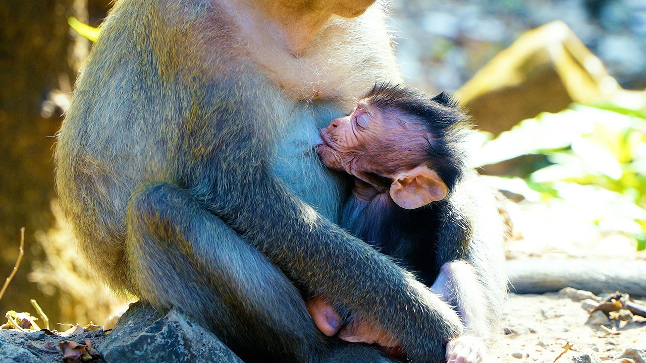 Adorable Innocent Baby Monkey Having Milks From Momma | Sweet Milks From Mom To Her Baby