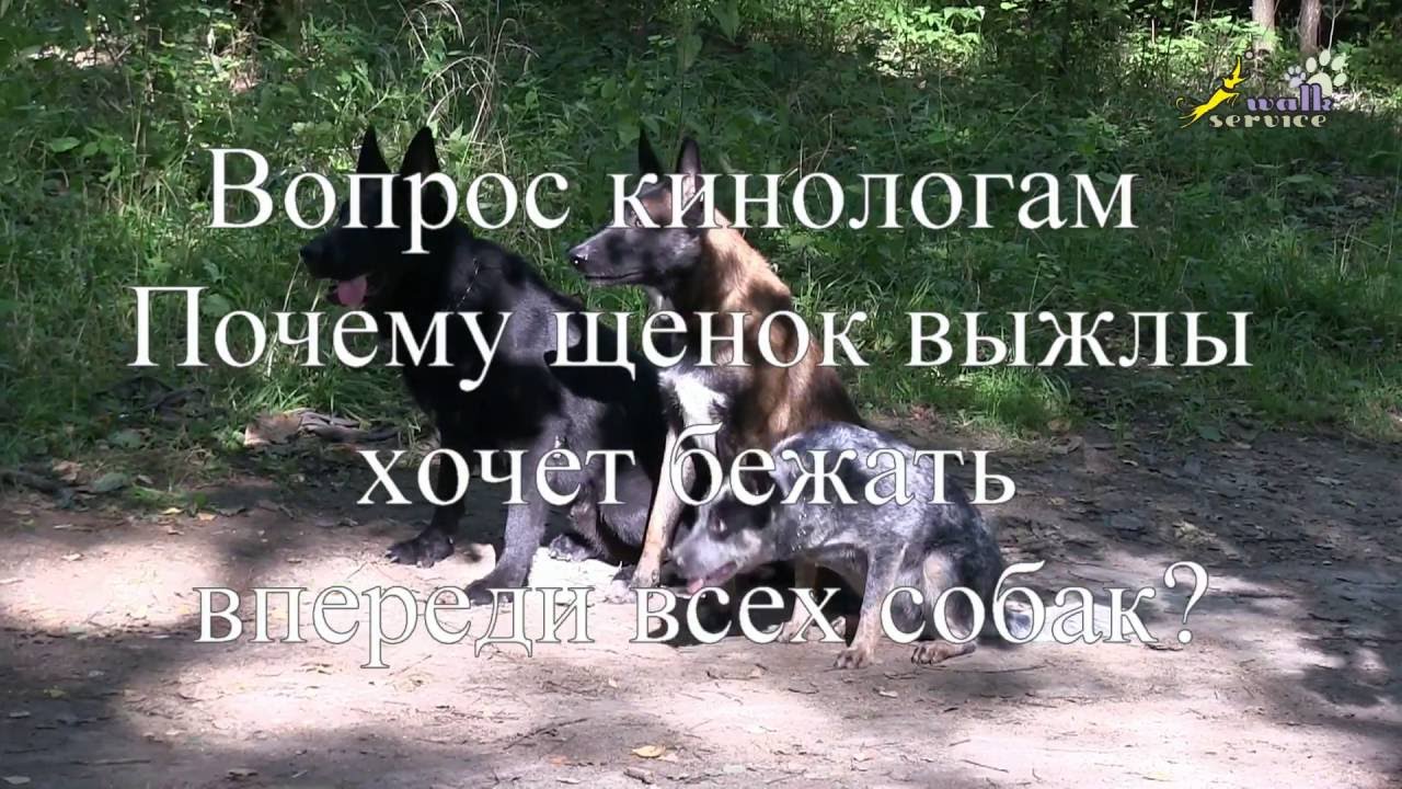 Почему щенок хочет бежать впереди всех? Вопрос кинологам и зоопсихологам, дрессировка собак