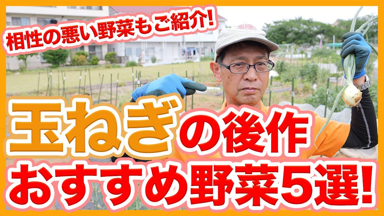 家庭菜園や農園の玉ねぎ栽培で収穫後の後作に相性の悪い野菜と相性の良いおすすめ野菜５選！【農園ライフ】