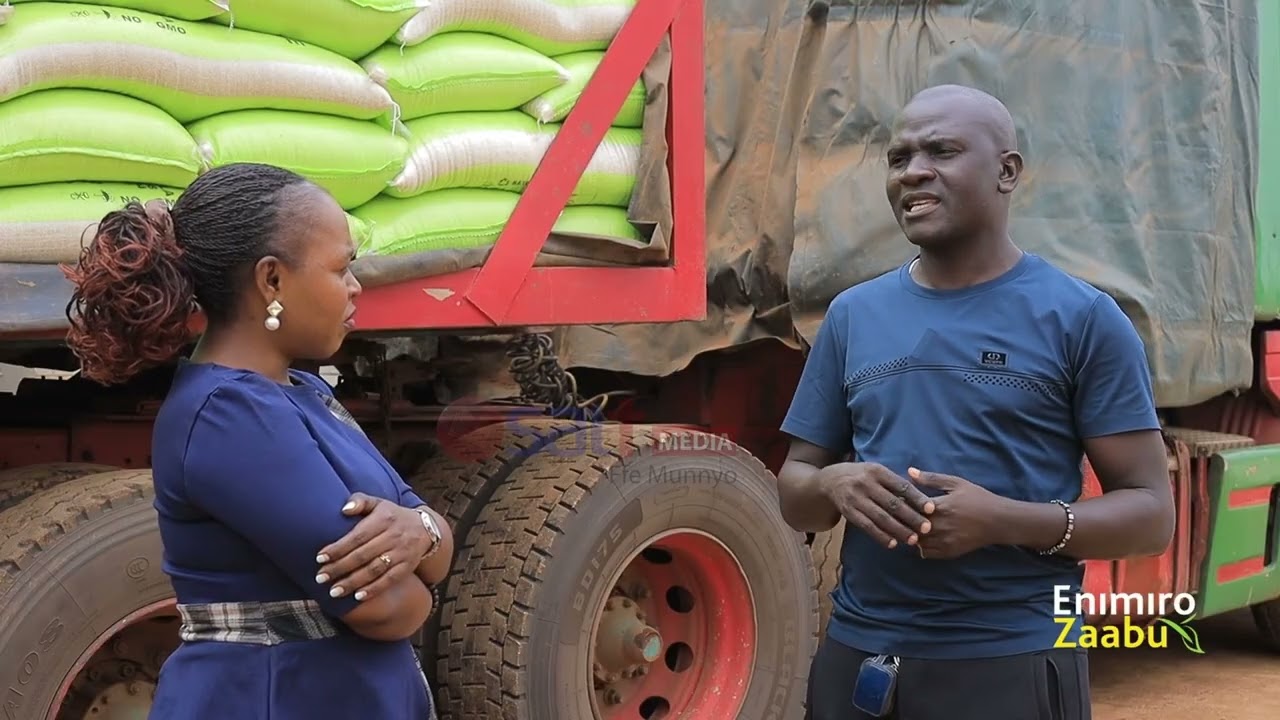 Богатство в рисоводстве с Флавией Луйигой | Золотые поля