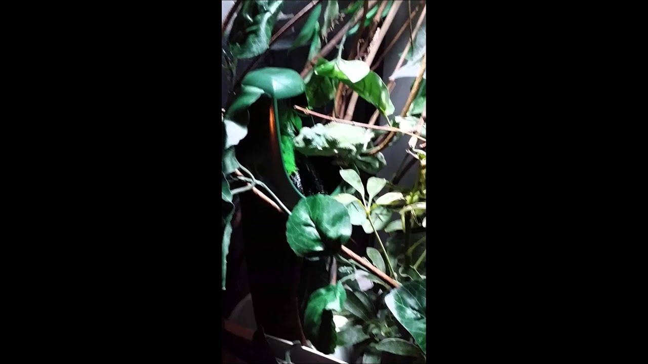 Chameleon Cantina Drinking Fountain
