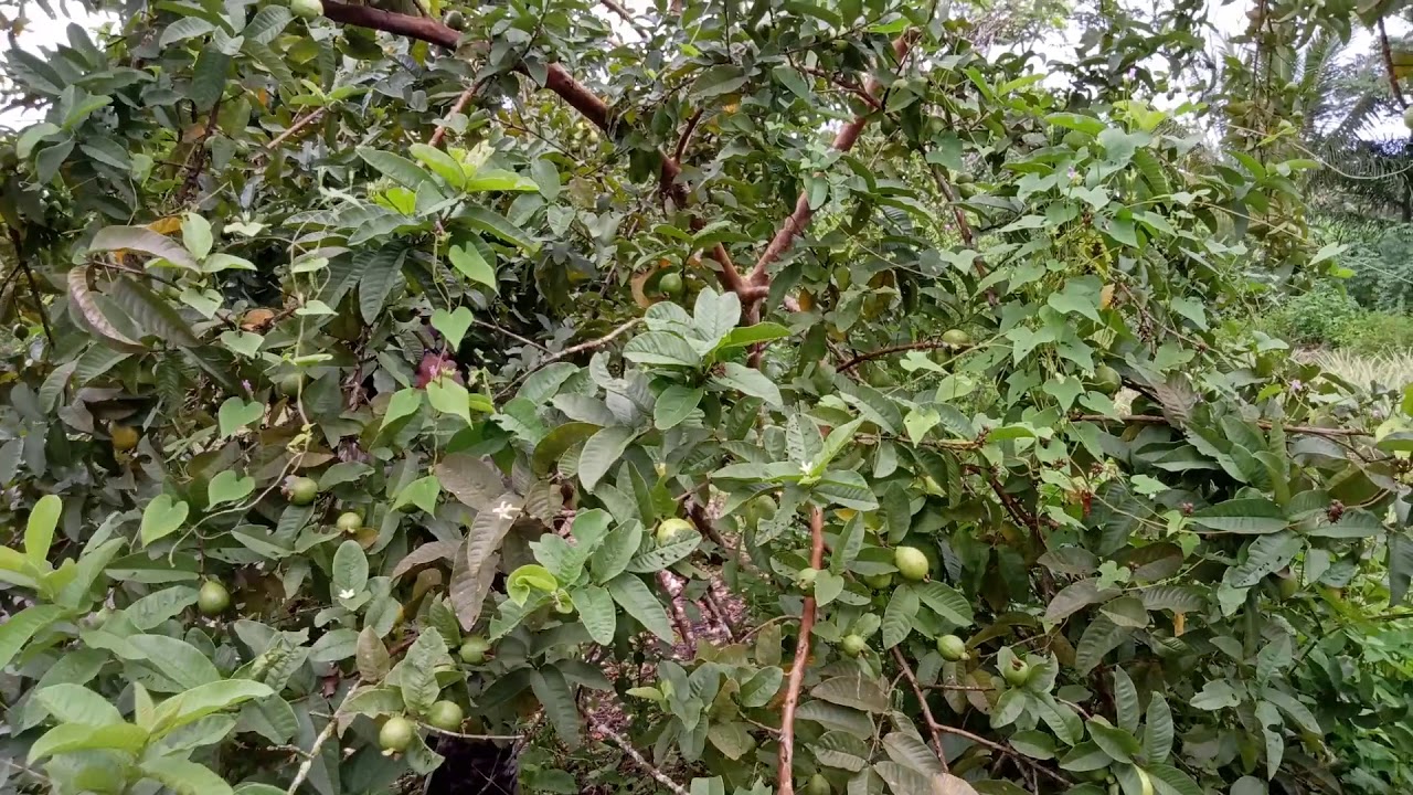 JAMBU KLUTUK