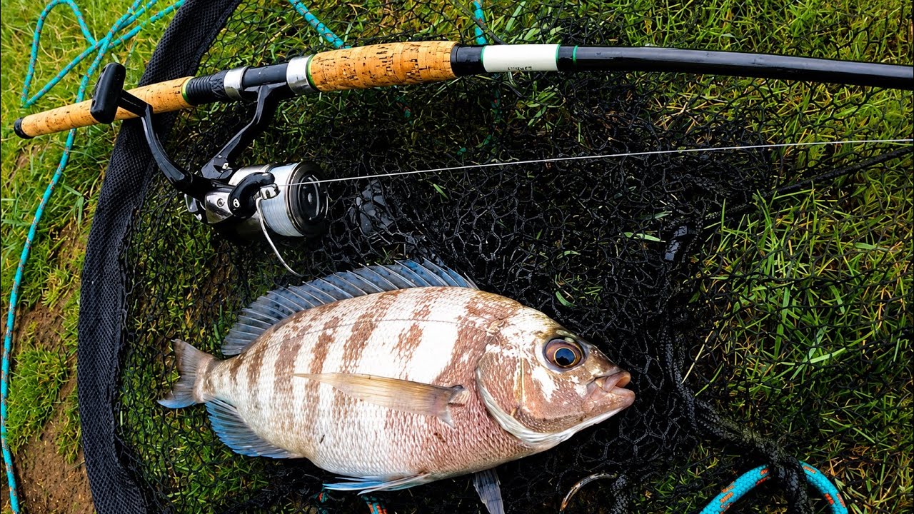 Float Fishing For Mullet & Bream - Using Bread For Bait - Pier Fishing - Shore Fishing Uk