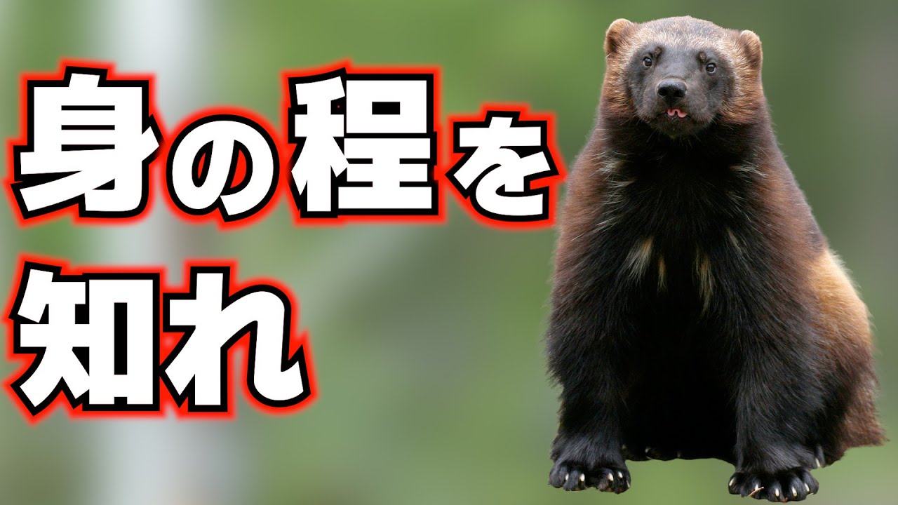 イタチ科クズリ、ラーテルの無念を晴らすべく立ち上がる