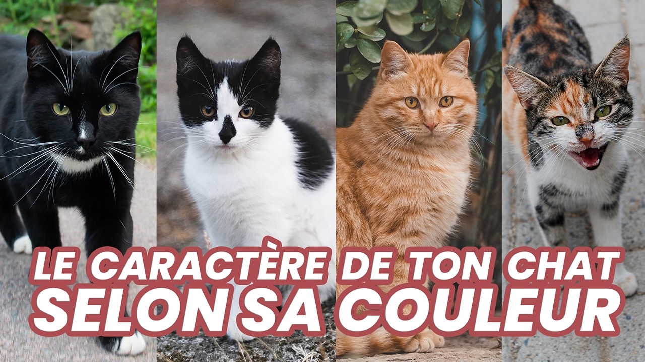 Tigré, roux, blanc : Découvre le caractère de ton chat selon sa couleur !