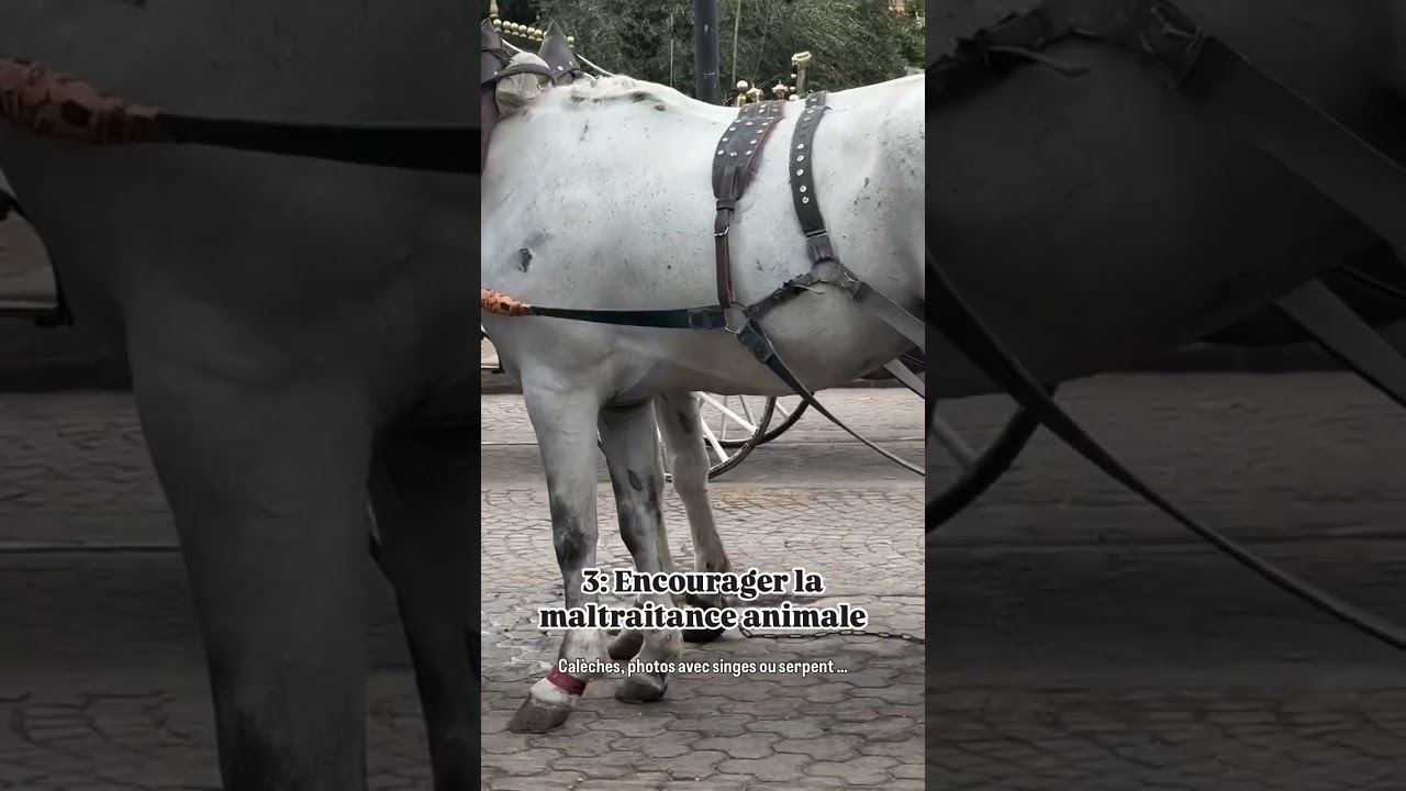 🇲🇦 6 erreurs &agrave; ne pas faire &agrave; Marrakech !