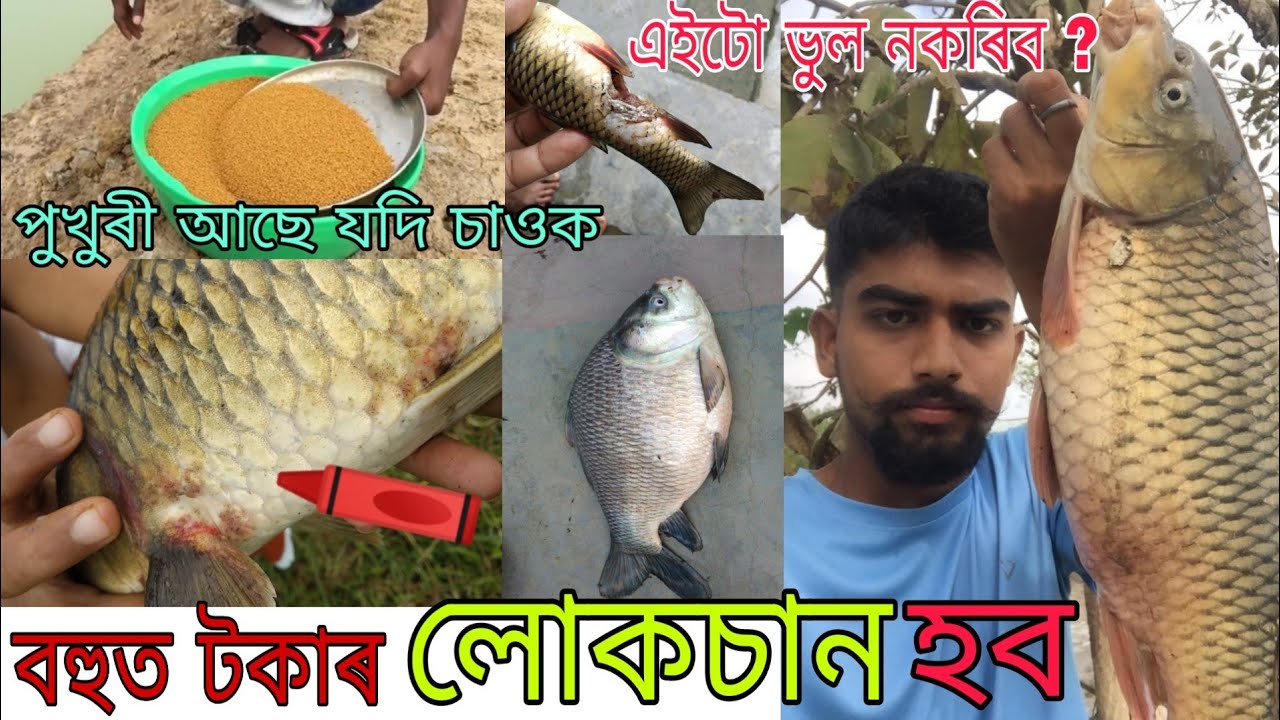 এই কেইটা ভুল কেতিয়াও নকৰিব মীন পালনত,নহলে লোকচান হব পাৰে ?নতুনকৈ পুখুৰী খন্দা সকলৰ বাবে জৰুৰী ,চাওক