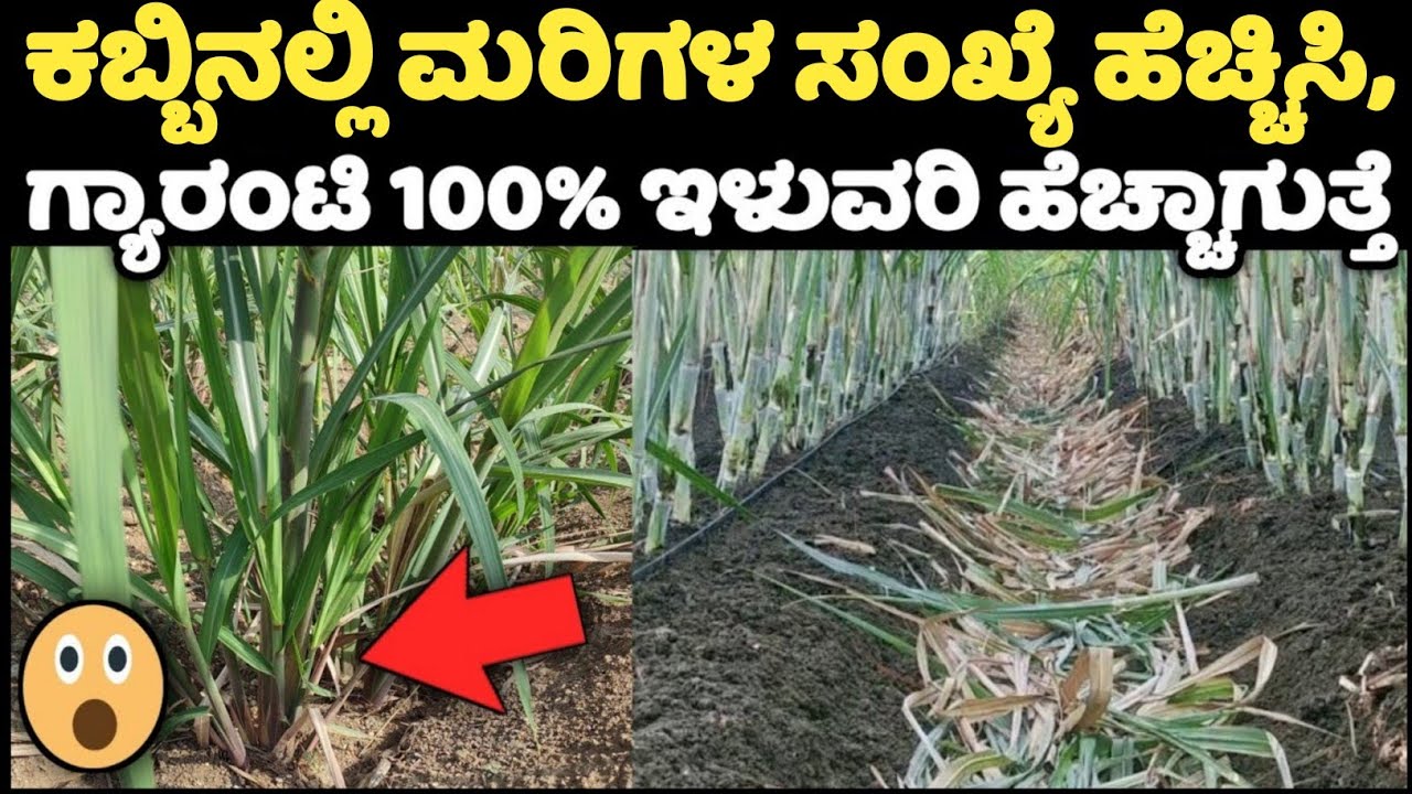 ಕಬ್ಬಿನಲ್ಲಿ ಮರಿಗಳ ಸಂಖ್ಯೆ ಹೆಚ್ಚಿಸಿ ತುಂಬಾನೇ ಸರಳವಾಗಿ,ಎಲ್ಲಿ ಕೆಳದ ಮಾಹಿತಿ,🤔 increase sugarcane tillers,