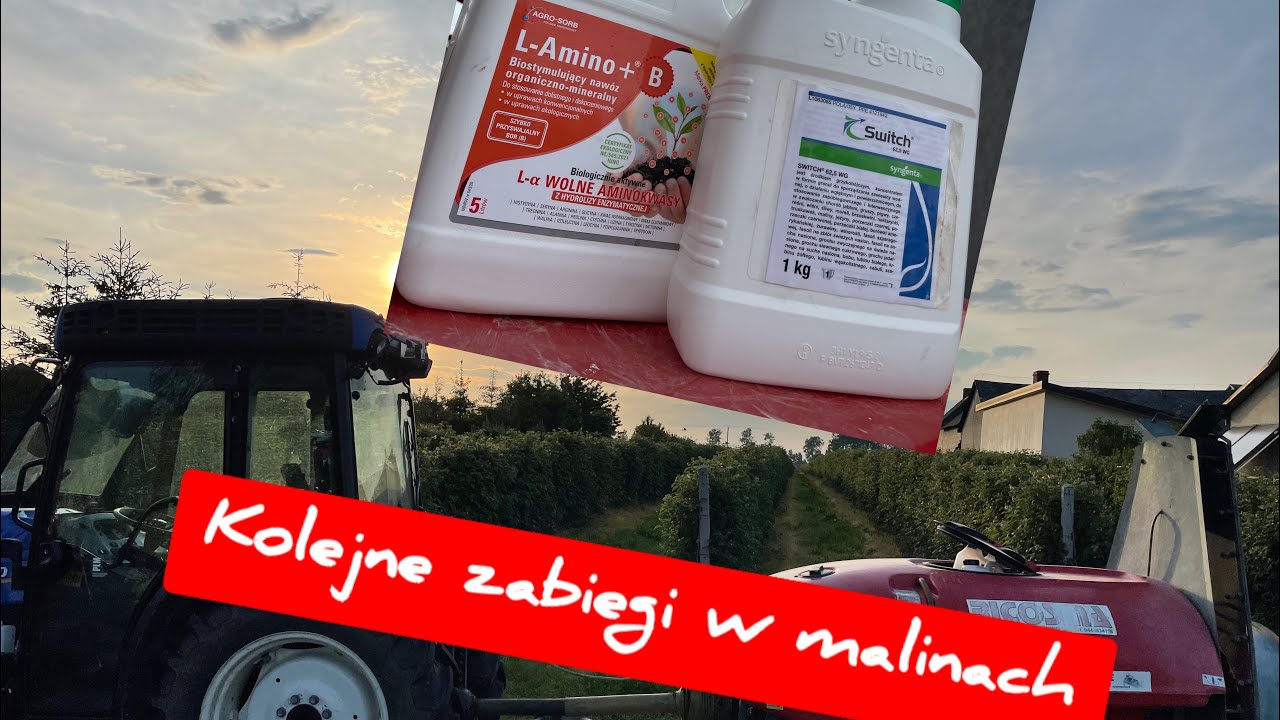 Malina letnia.....co słychać na plantacji?! Kolejne zabiegi aminokwasami