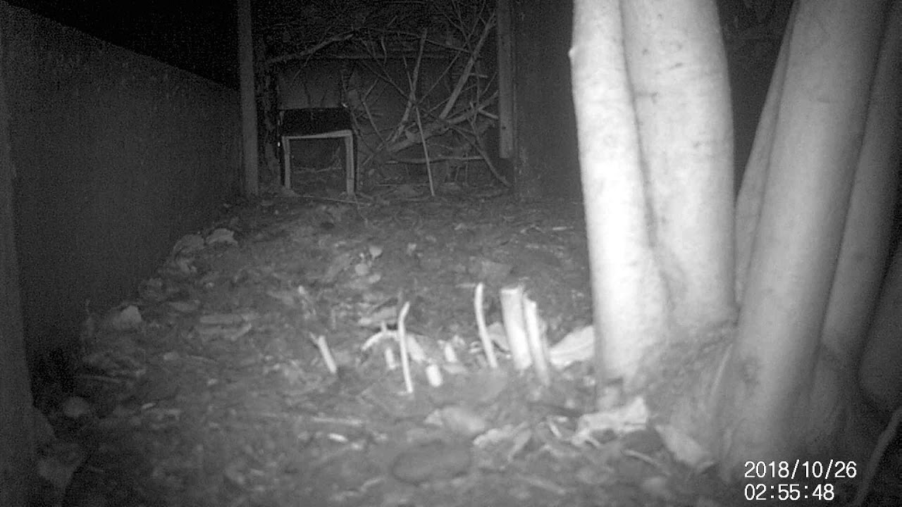 Hedgehog has a home.