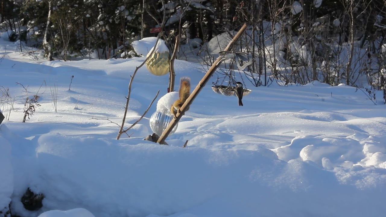 Bird Cam Feb 1 2026