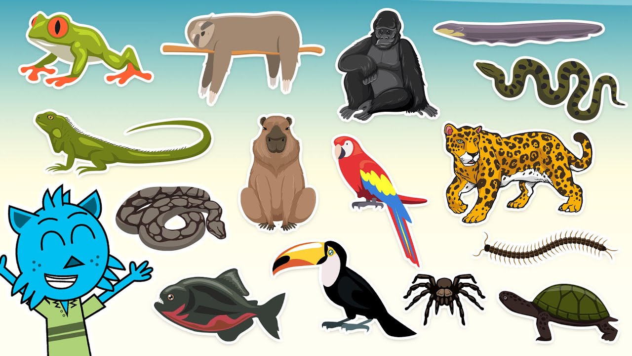 Gli Animali della foresta pluviale  | Video per bambini con i suoni reali degli animali!