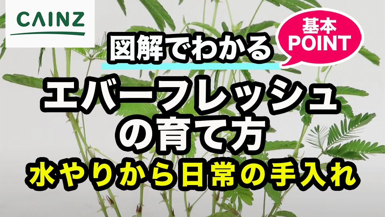 エバーフレッシュ（アカサヤネムノキ）の育て方 カインズ観葉植物図鑑