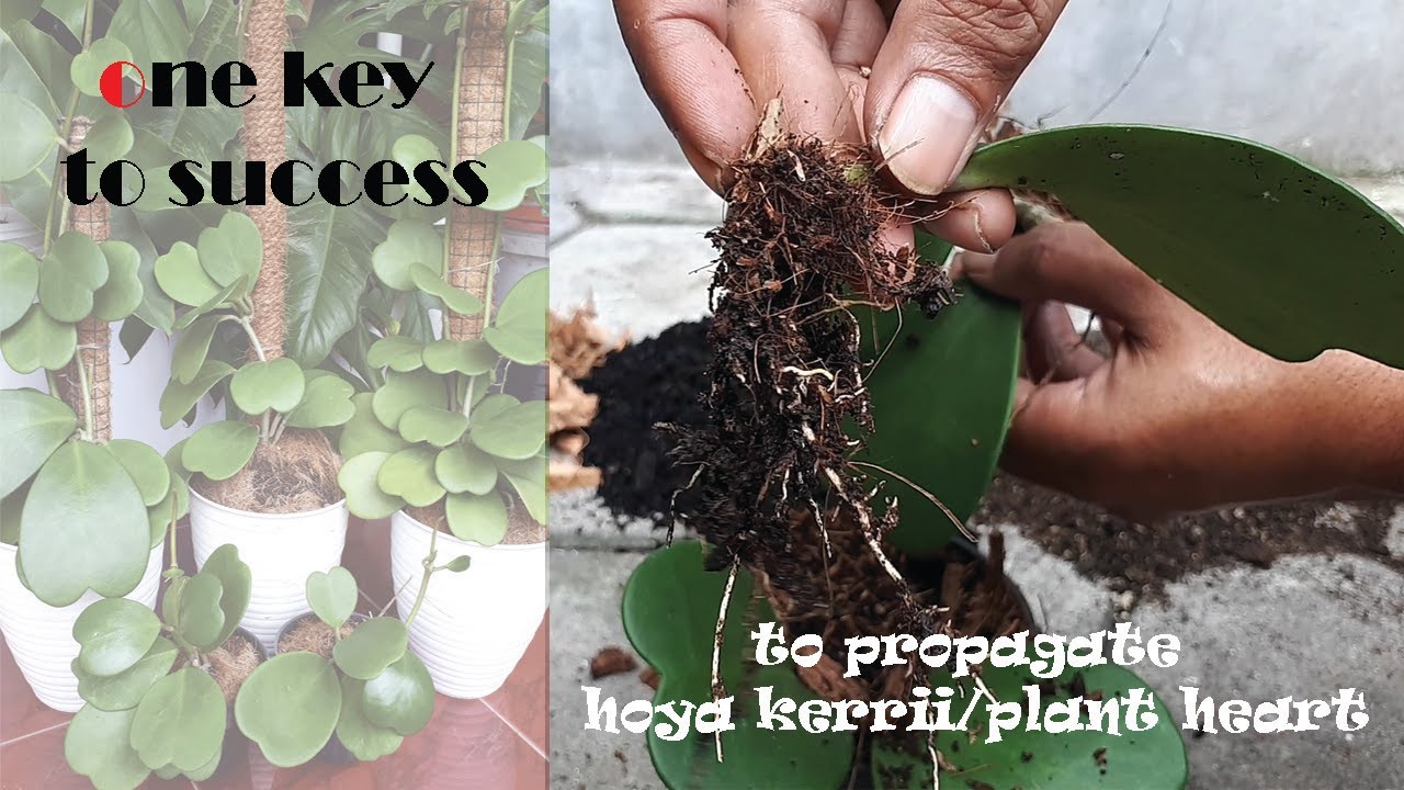 Root propagation hoya kerrii  from leaf cutting one step you should know - GreenOnGreenTV