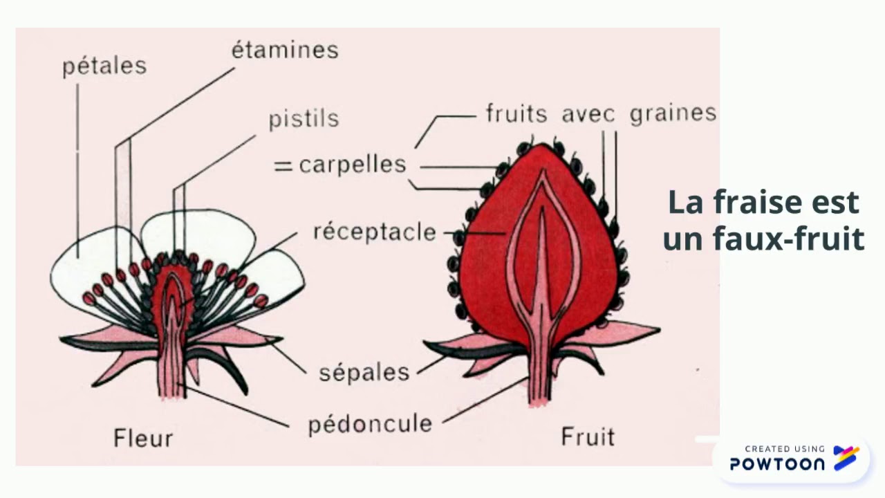 reproduction du fraisier