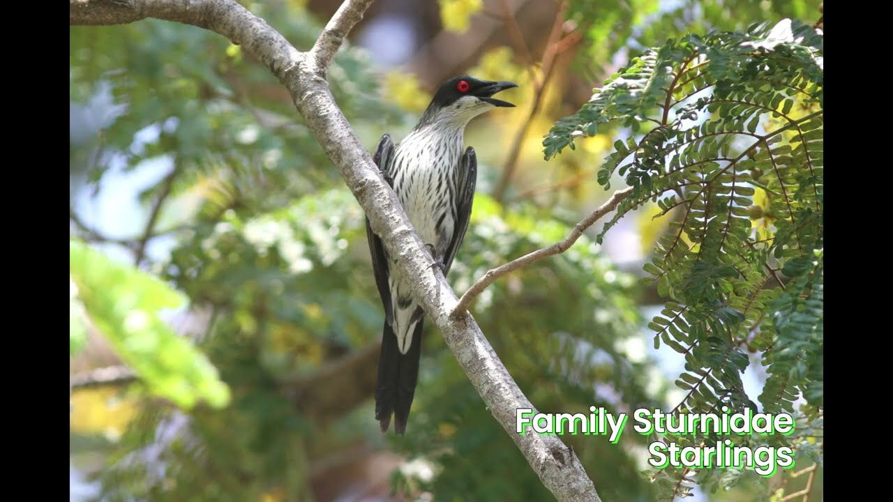 Australia Birding trip Part 4, Port Douglas to Atherton Tablelands