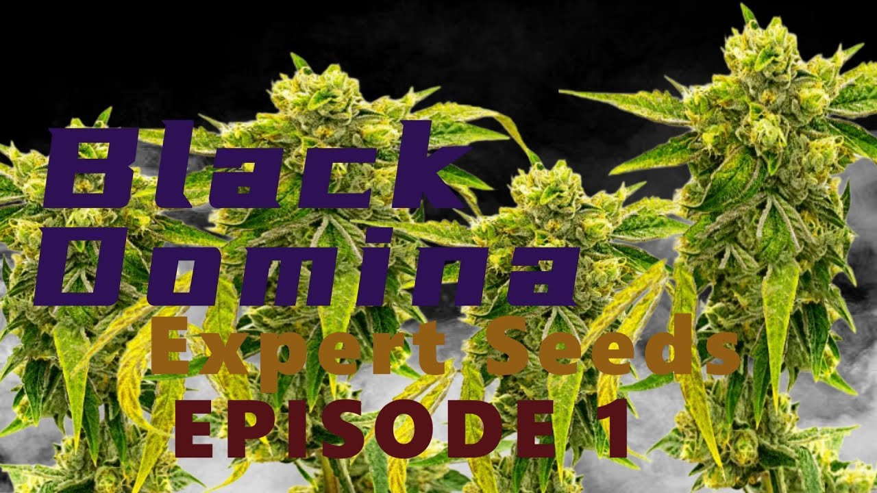 🌱 SEED to HARVEST Black Domina by Expert Seeds Episode 1 Autoflower