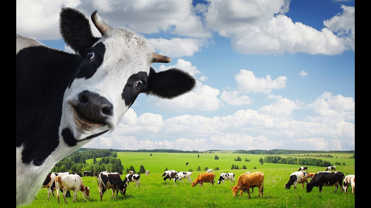 Muu Cow / Mooing Cow / Pets