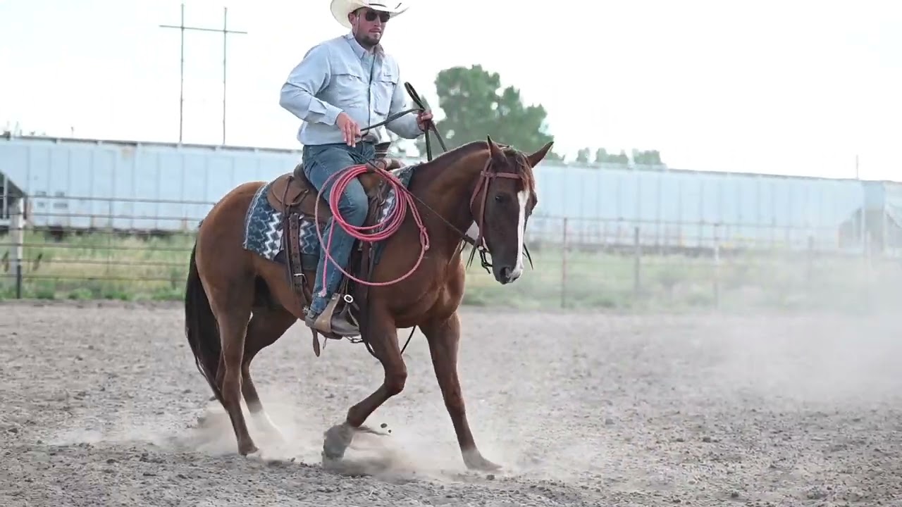 Hes A Smooth Shot   Legend Buttes Horse Sale