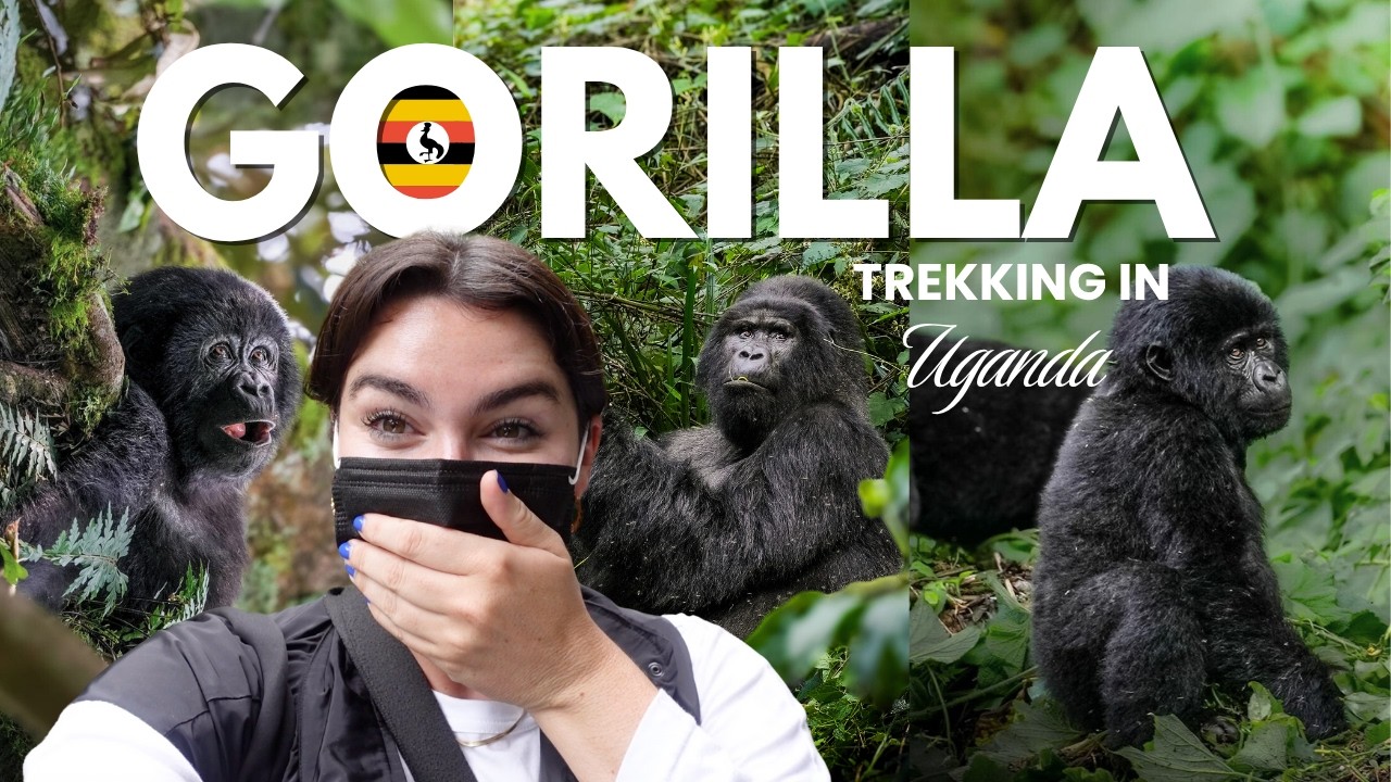 We went trekking to find MOUNTAIN GORILLAS! 🇺🇬 | Uganda, Bwindi Impenetrable Forest