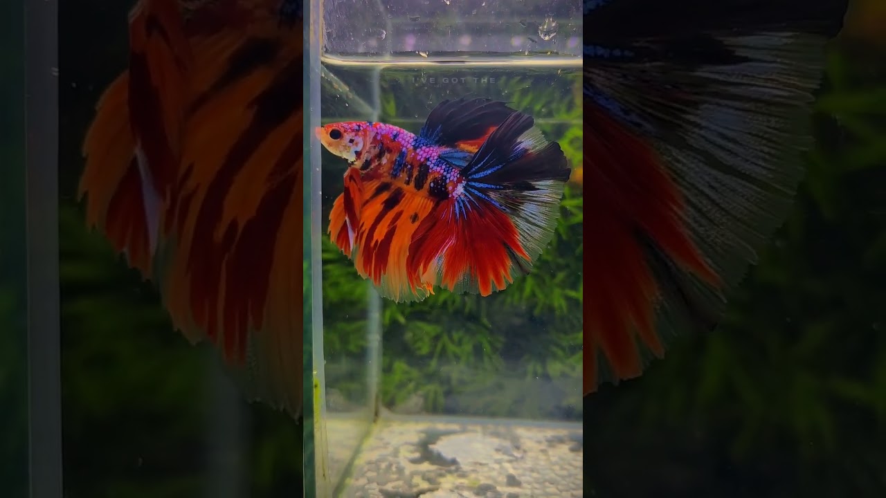 Stress Reliever #betta #bettalover #bettafish #bettasfish #fightingfish #bettaaddict #bettalovers
